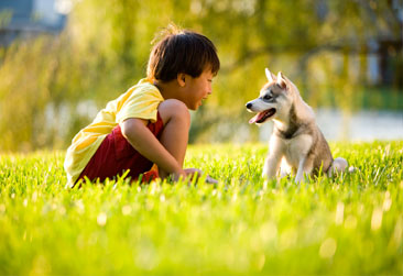 PET-APPS-366X251 Pet-Apps-366x251