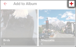 Tap New Album